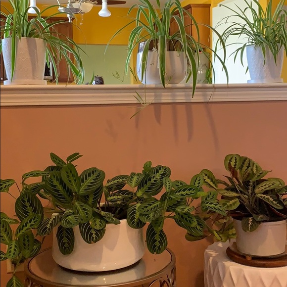 Meet your Posher, Marielys - Picture 7 of 7